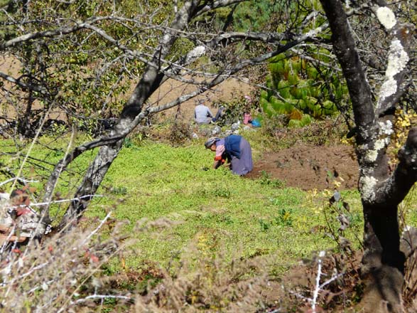 Thame-Kongde-Trek-1646