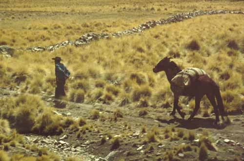 Bauer mit Pferd, Chile