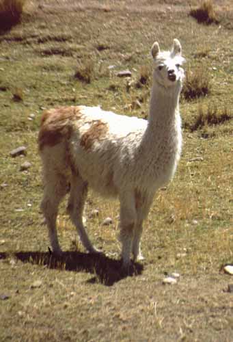 Lama, Peru