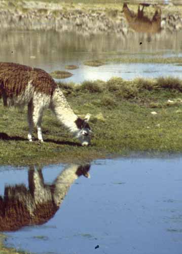 peru-altiplano-2001-02-005