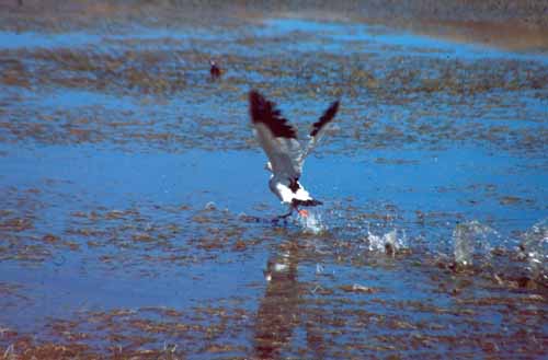 peru-altiplano-2001-02-007