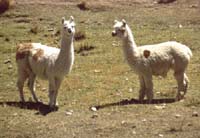 peru-altiplano-2001-02-002
