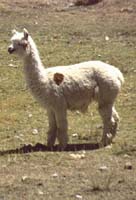 peru-altiplano-2001-02-004