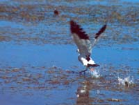 peru-altiplano-2001-02-008
