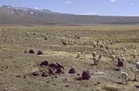peru-altiplano-2001-02-013
