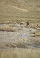 peru-altiplano-2001-02-023