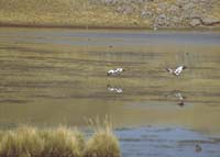 peru-altiplano-2001-02-027