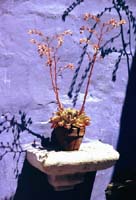 peru-arequipa-2001-02-006