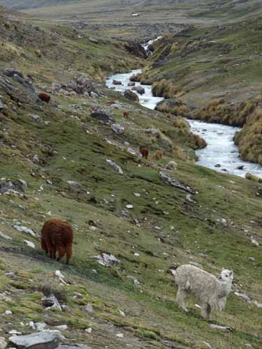 11-Peru-Auzangate_Trek-018