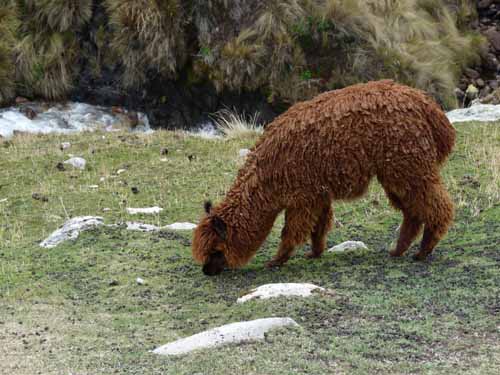 11-Peru-Auzangate_Trek-019