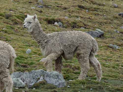 11-Peru-Auzangate_Trek-020