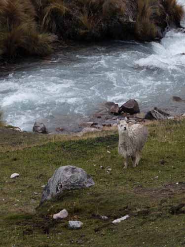 11-Peru-Auzangate_Trek-029