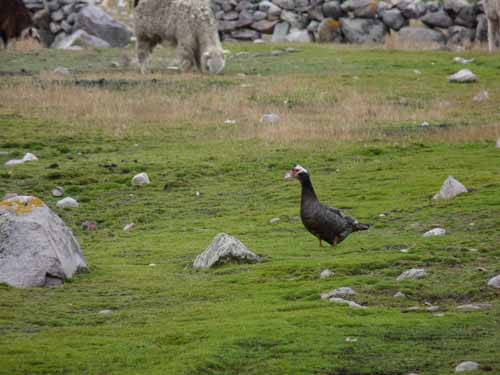 11-Peru-Auzangate_Trek-049