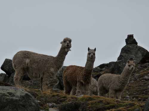 11-Peru-Auzangate_Trek-065