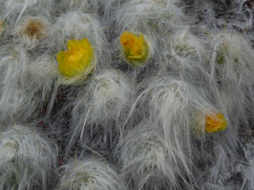 11-Peru-Auzangate_Trek-075