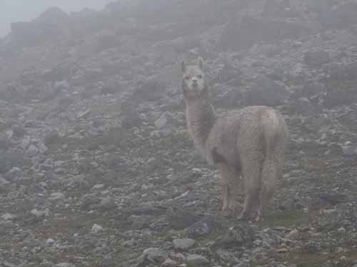 11-Peru-Auzangate_Trek-151