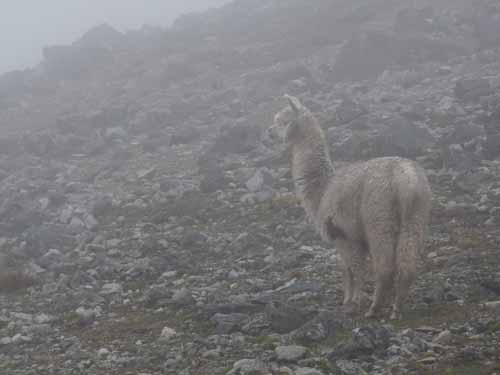 11-Peru-Auzangate_Trek-152