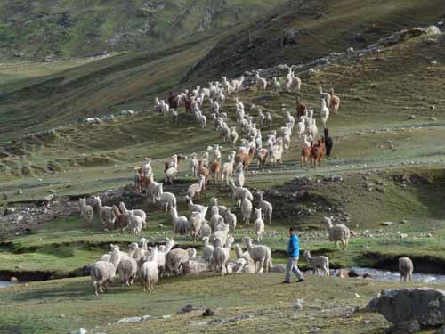 11-Peru-Auzangate_Trek-235