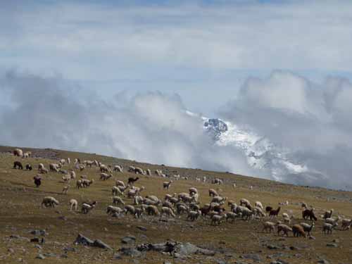 11-Peru-Auzangate_Trek-291