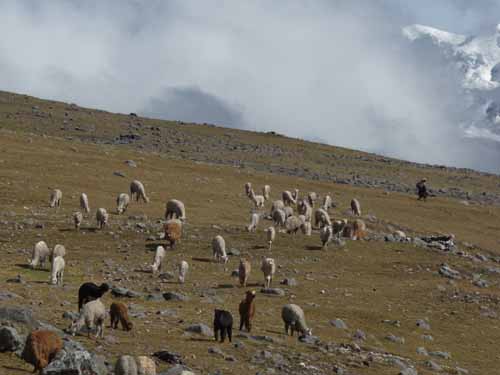 11-Peru-Auzangate_Trek-295
