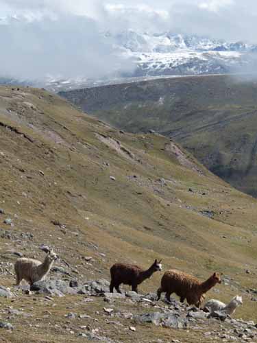 11-Peru-Auzangate_Trek-298