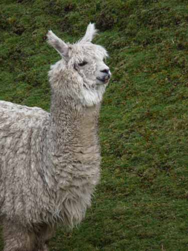 11-Peru-Auzangate_Trek-359