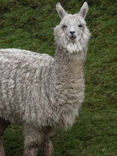 11-Peru-Auzangate_Trek-360