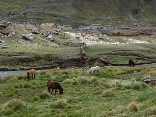 Lamas, Pferde, Peru