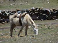 11-Peru-Auzangate_Trek-008