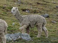 11-Peru-Auzangate_Trek-020