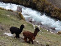 11-Peru-Auzangate_Trek-026