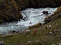 11-Peru-Auzangate_Trek-027