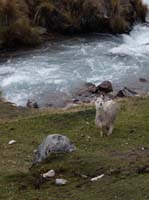 11-Peru-Auzangate_Trek-029