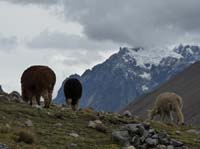 11-Peru-Auzangate_Trek-035
