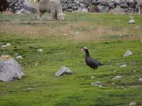 11-Peru-Auzangate_Trek-049