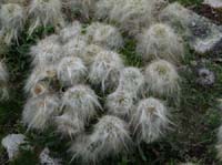 11-Peru-Auzangate_Trek-074