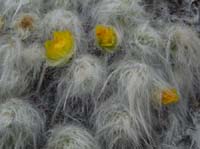 11-Peru-Auzangate_Trek-075