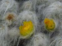 11-Peru-Auzangate_Trek-076