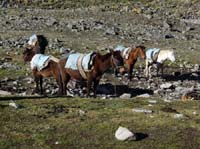 11-Peru-Auzangate_Trek-105