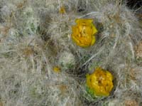 11-Peru-Auzangate_Trek-122