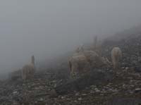 11-Peru-Auzangate_Trek-149