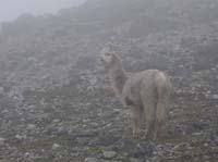 11-Peru-Auzangate_Trek-150