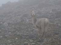 11-Peru-Auzangate_Trek-151