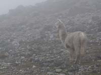 11-Peru-Auzangate_Trek-152