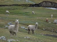 11-Peru-Auzangate_Trek-177