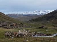 11-Peru-Auzangate_Trek-231