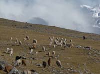 11-Peru-Auzangate_Trek-295
