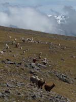 11-Peru-Auzangate_Trek-296