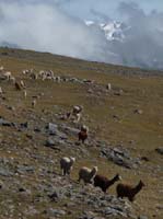 11-Peru-Auzangate_Trek-297