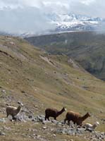 11-Peru-Auzangate_Trek-298